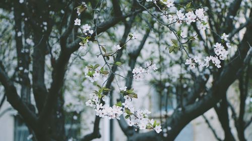 Close-up of apple blossoms in spring