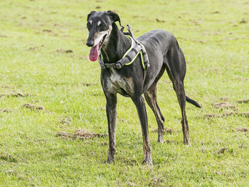 Dog running on field