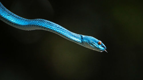 Close-up of snake