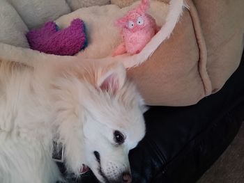 Close-up of a sleeping dog