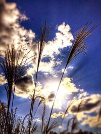 sky