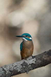 Close-up of bird perching on branch