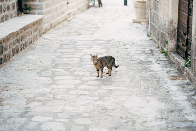 Cat walking on footpath