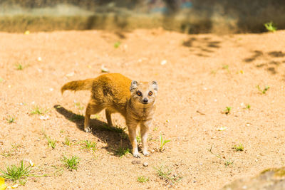 Portrait of a cat on land