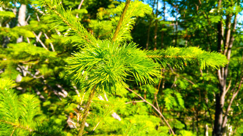 Close-up of pine tree