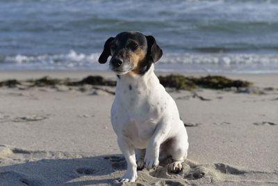 Close-up of dog on beach against sky