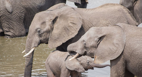 Elephant in water