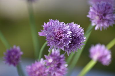 Close-up of purple flowering plant