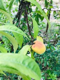 Close-up of fruit growing on tree