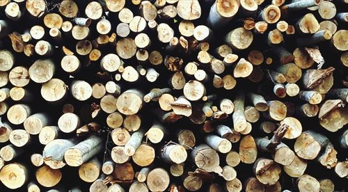 Full frame shot of logs in forest