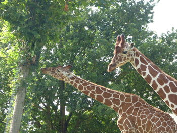 Low angle view of giraffe in zoo