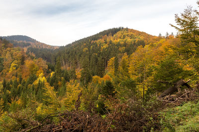 Scenic view of forest during autumn