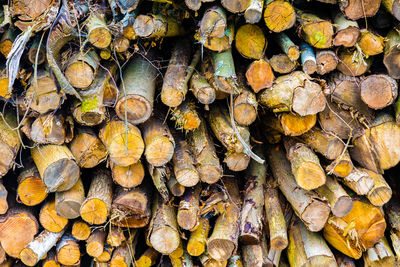 Stack of logs in lumber industry