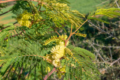 Close-up of flowering plant