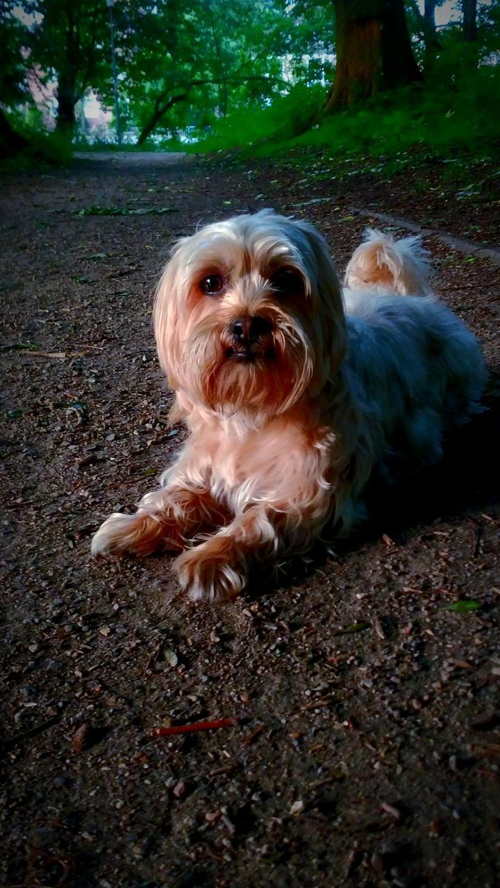 CLOSE-UP PORTRAIT OF DOG ON DIRT ROAD