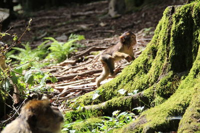 Squirrel on tree in forest