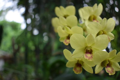 Close-up of yellow flowers blooming outdoors