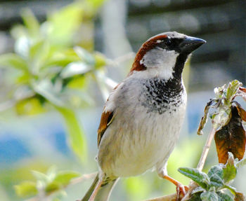 Close-up of bird perching on branch