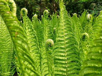 Close-up of fern leaves