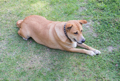 High angle view of dog lying on grass