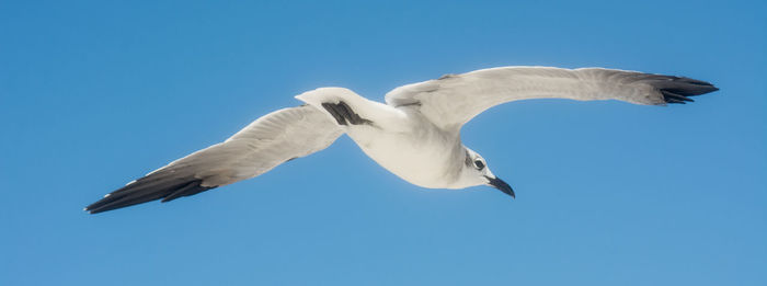 Low angle view of seagull flying