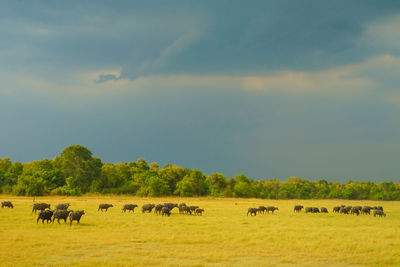 Horses grazing on field against sky