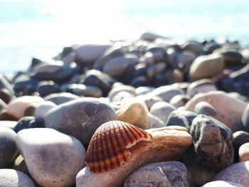Close-up of seashells on beach