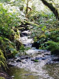 Stream flowing through rocks in forest