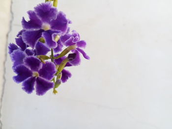 Close-up of purple flowers