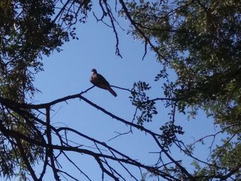 Low angle view of birds perching on tree against sky