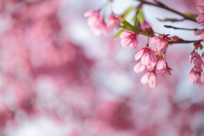 Close-up of pink cherry blossoms