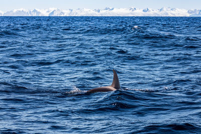 Whale in the sea