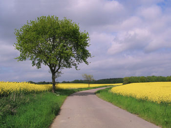 Road amidst trees on field against sky