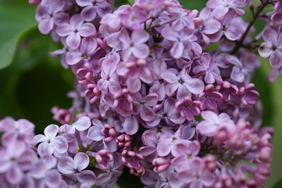 Close-up of pink flowers blooming outdoors