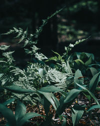 Close-up of plants growing on field