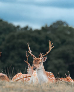 Deer in a field