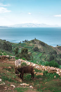 Donkeys grazing on field against sea