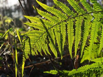 Close-up of fern leaves on field