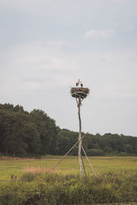 Bird on wooden post on field against sky