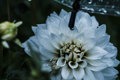 Close-up of white flower