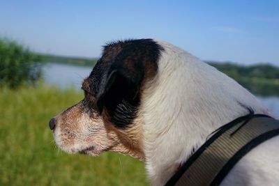 Close-up of dog looking away