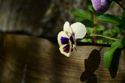 Close-up of purple flowering plant