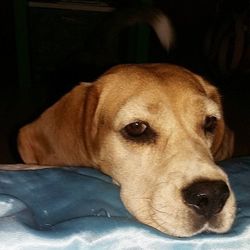 Close-up portrait of a dog