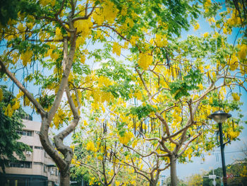 Low angle view of yellow tree against sky