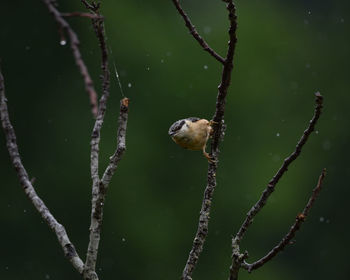 Bird perching on a tree