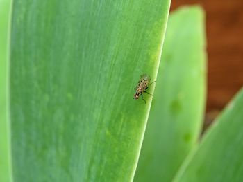 Close-up of insect on green leaf