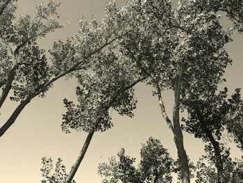 Low angle view of trees against sky