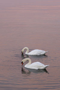 Swan preening while swimming in lake