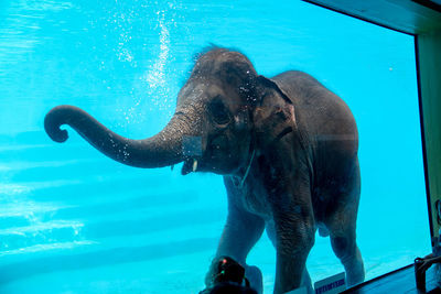 View of elephant swimming in sea