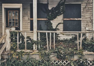 Plants growing outside old building